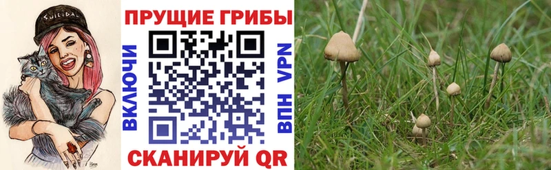 купить наркотик  Алзамай  Псилоцибиновые грибы Magic Shrooms 
